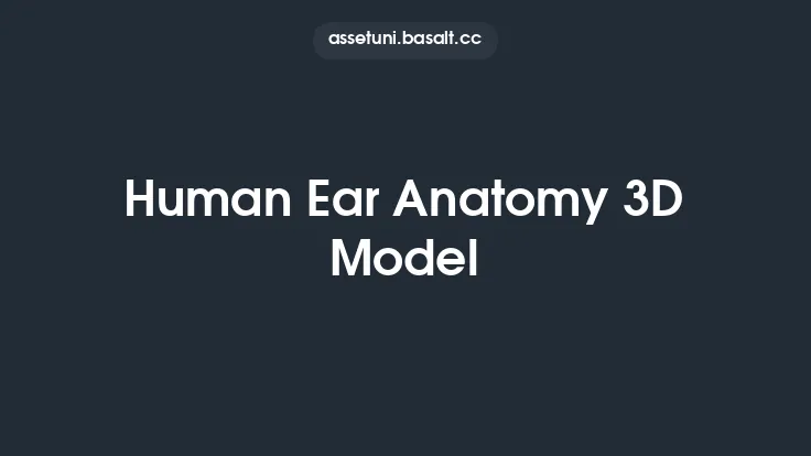 Human Ear Anatomy 3D Model Thumbnail
