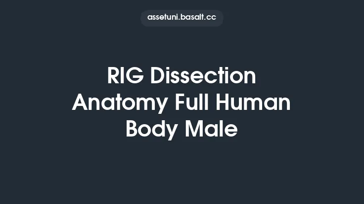 RIG Dissection Anatomy Full Human Body Male Thumbnail